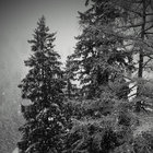 Bog Trotter  thumbnail
