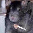 skunk_pics thumbnail