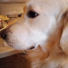Adolf & marley DOP & BOB thumbnail