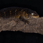 leachianus thumbnail
