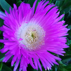 Aimeline ** thumbnail