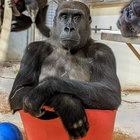 bonoboblues thumbnail
