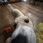刘还好 thumbnail