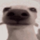 bonkers! thumbnail