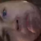 DaveTurnip thumbnail