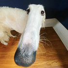 moothias thumbnail
