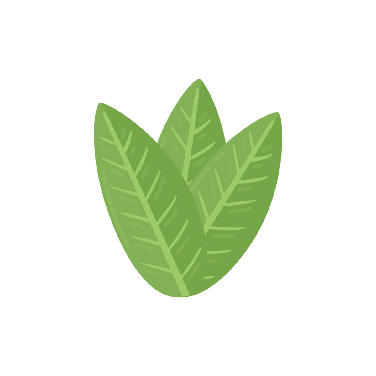 Music | Calathea experimenta