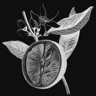 neroli thumbnail