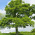 pedunculate_oak thumbnail