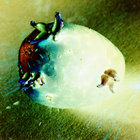 Gareth Page thumbnail