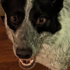 csiems thumbnail