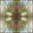 Terra thumbnail