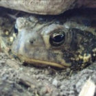 gorgak1 thumbnail