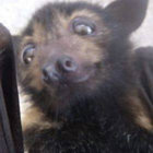 cozybats thumbnail