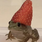 drndrndrn thumbnail