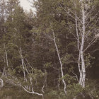ajanim thumbnail
