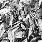 Autumn1982 thumbnail