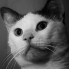 MonoNeeko thumbnail