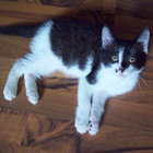 Emperor thumbnail