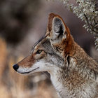 Yote thumbnail