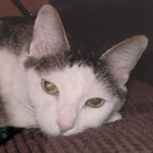 raiki thumbnail