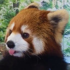 pzkbandcamp thumbnail