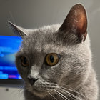 calogero vaccaro thumbnail