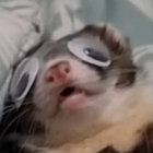 Samikatz thumbnail