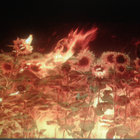 laplanetedessingesdenazareth thumbnail