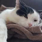 catbenny thumbnail