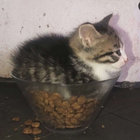 gjkjr thumbnail
