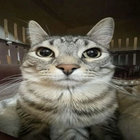 catsfromupthere thumbnail