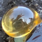 pepper_of_the_earth thumbnail