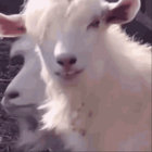 momelius thumbnail