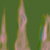 A thumbnail