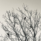 Sight in the Rain thumbnail