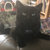 zodibatcat thumbnail