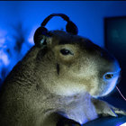 nam-doh thumbnail