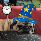 pugwiz thumbnail
