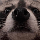Colton thumbnail