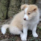 hazelpupsound thumbnail
