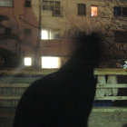 selkouni thumbnail