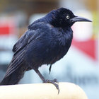 Prosperosblackbird thumbnail