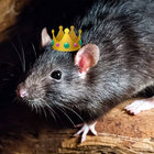Plague Rats thumbnail
