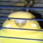 -Bird- thumbnail