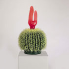 cactusyc thumbnail