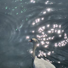 poissonnariat thumbnail