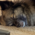 DespairBear thumbnail
