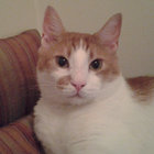derpickle thumbnail