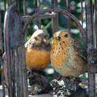 13sparrows thumbnail